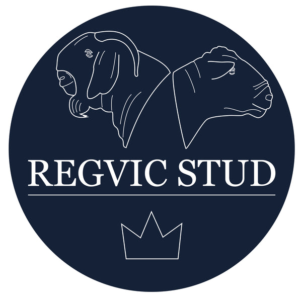 Regvic Stud